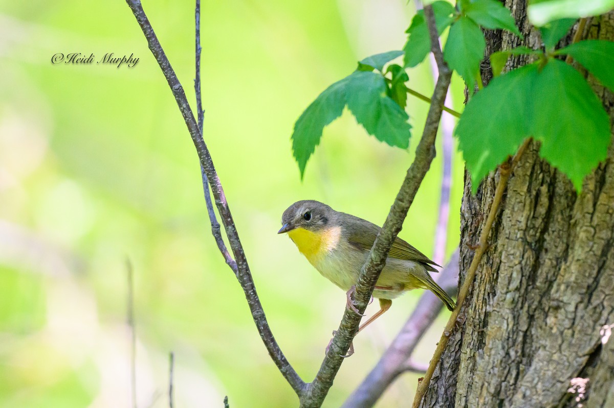 Common Yellowthroat - ML620649935