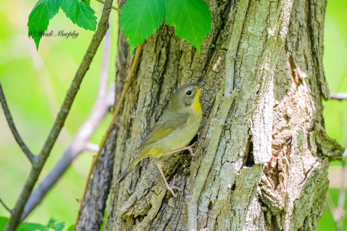 Common Yellowthroat - ML620649936