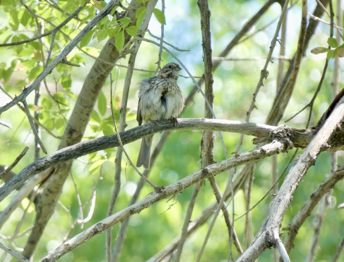 Song Sparrow - ML620649937