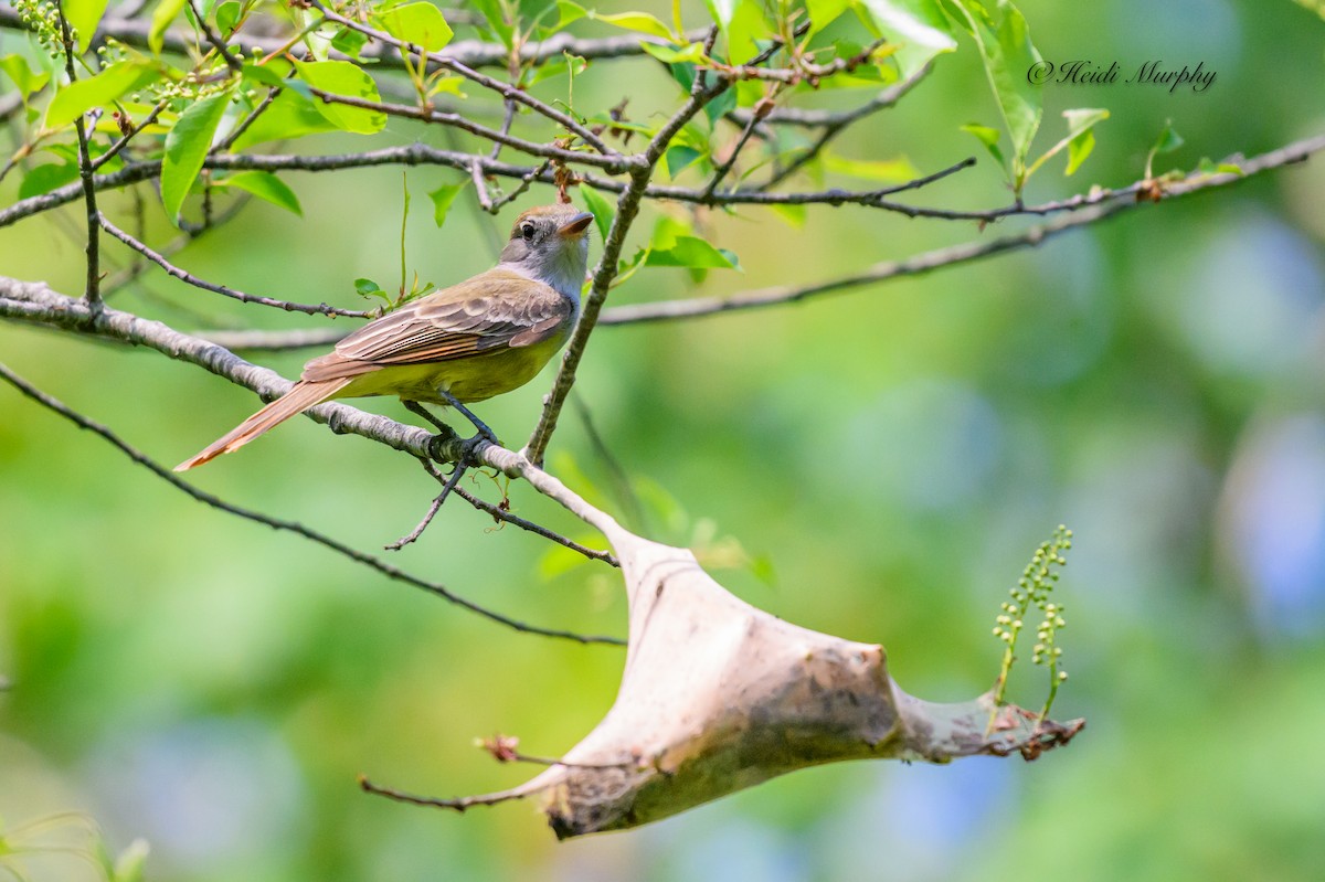 Great Crested Flycatcher - ML620649939