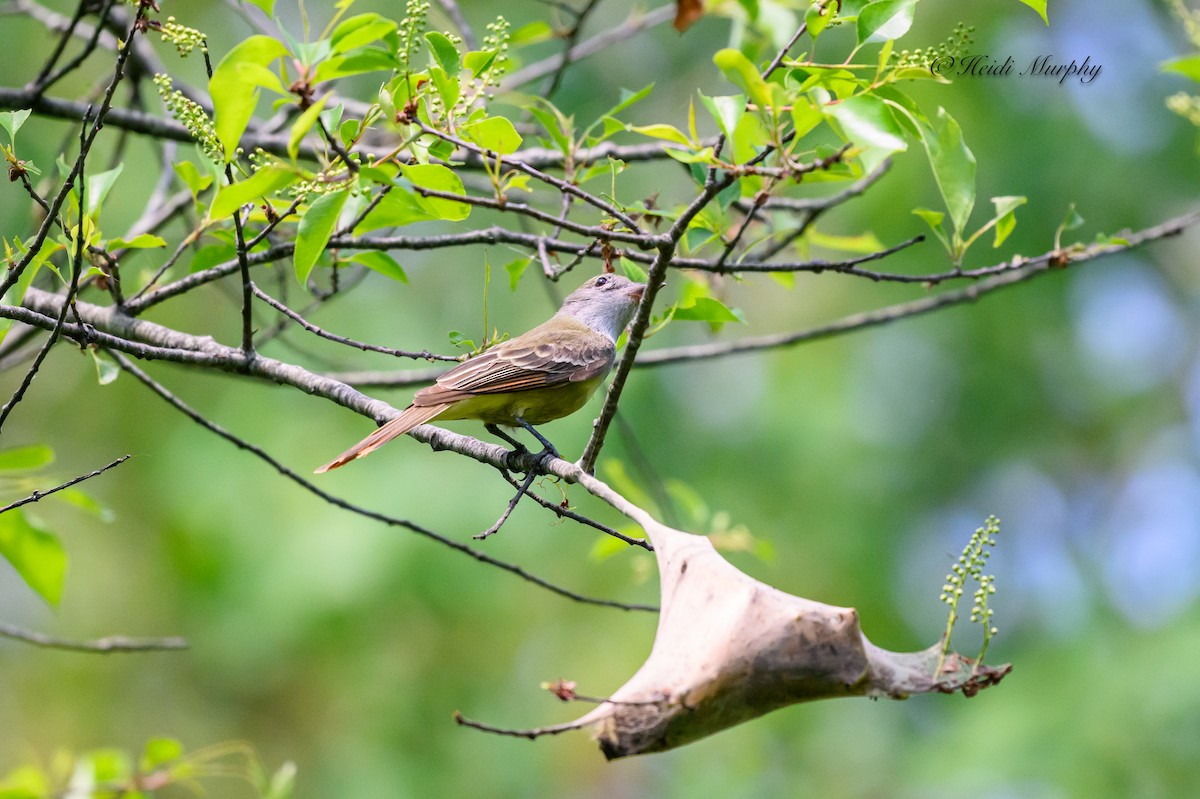 Great Crested Flycatcher - ML620649940