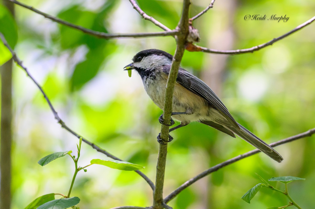 Black-capped Chickadee - ML620649943