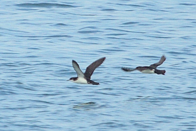 Manx Shearwater - ML620649944