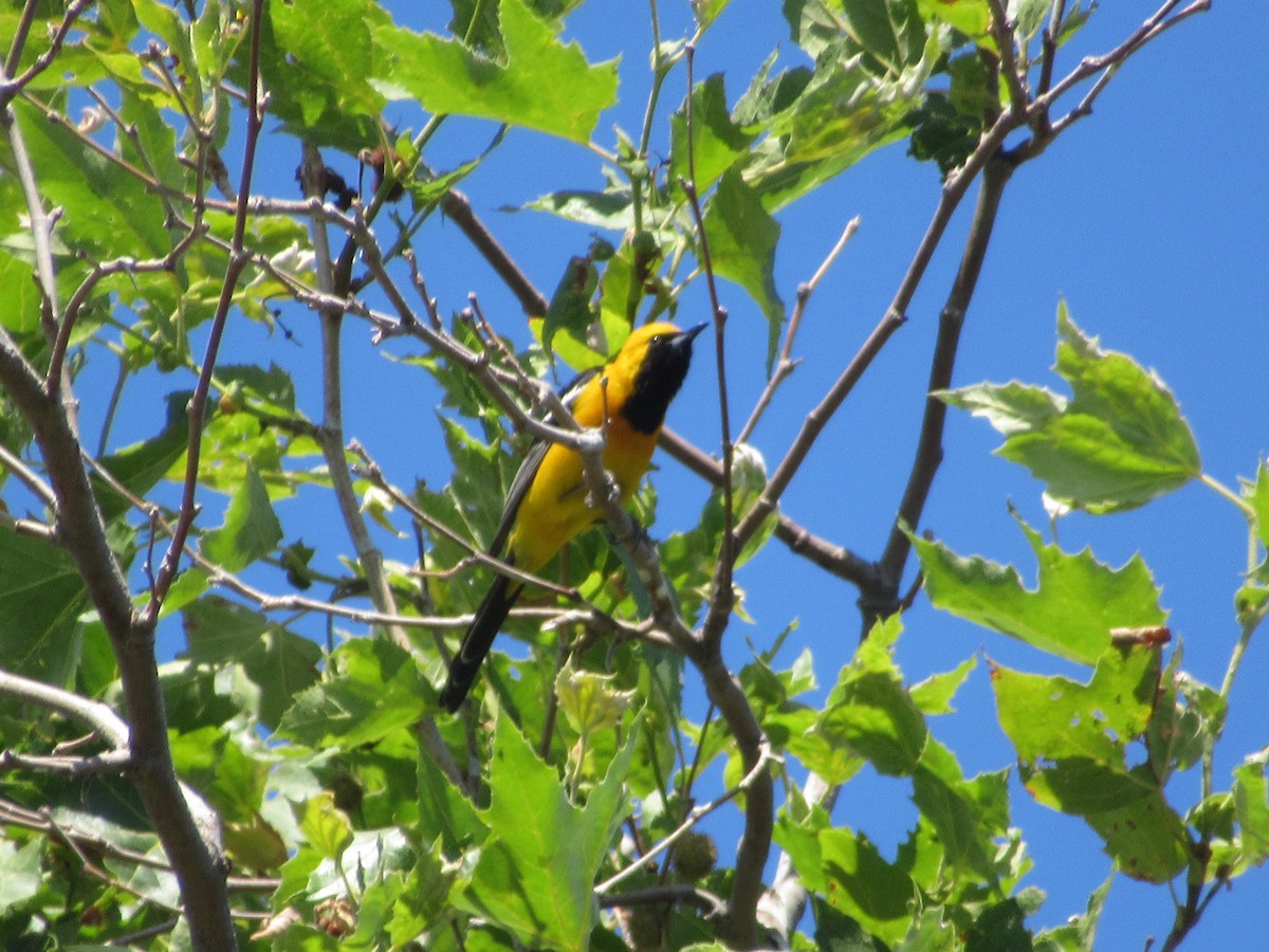 Hooded Oriole - Dorothy Johnson