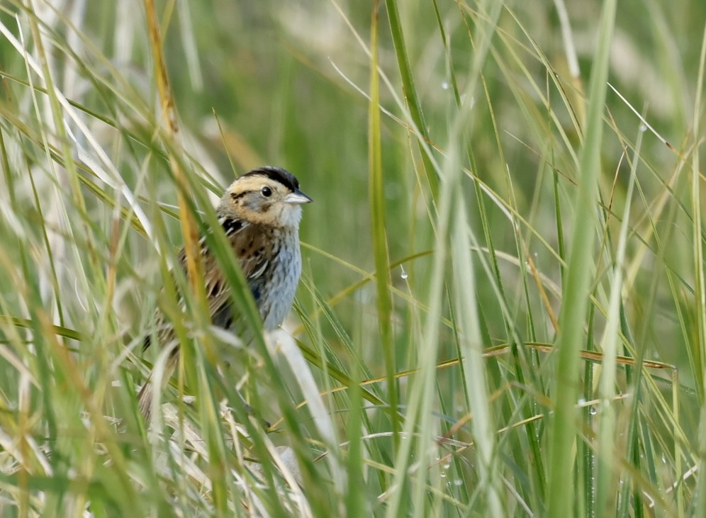 Nelson's Sparrow - ML620649951