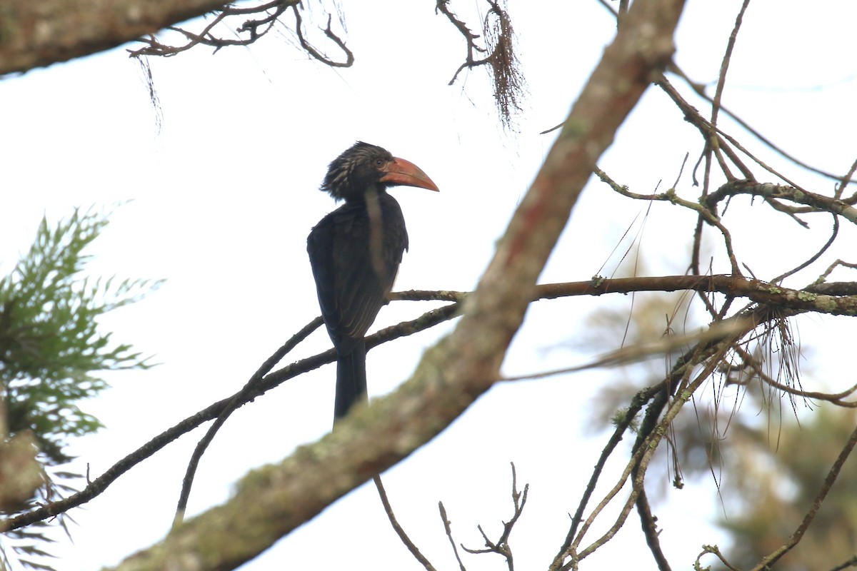 Crowned Hornbill - ML620649954