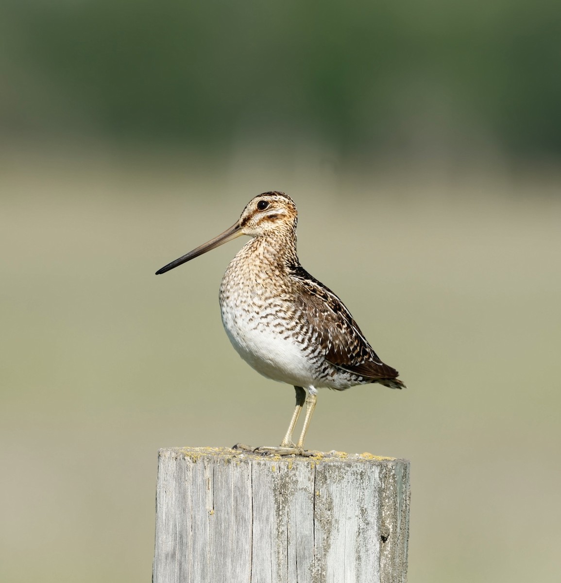 Wilson's Snipe - ML620649955