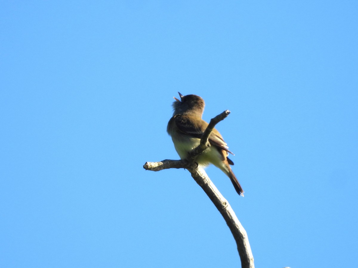 Willow Flycatcher - ML620649956