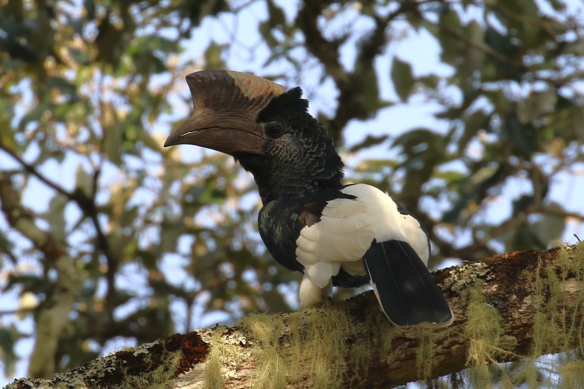 Black-and-white-casqued Hornbill - ML620649957