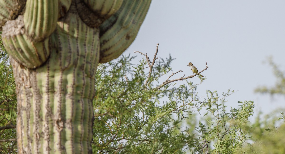 Brown-crested Flycatcher - ML620649959