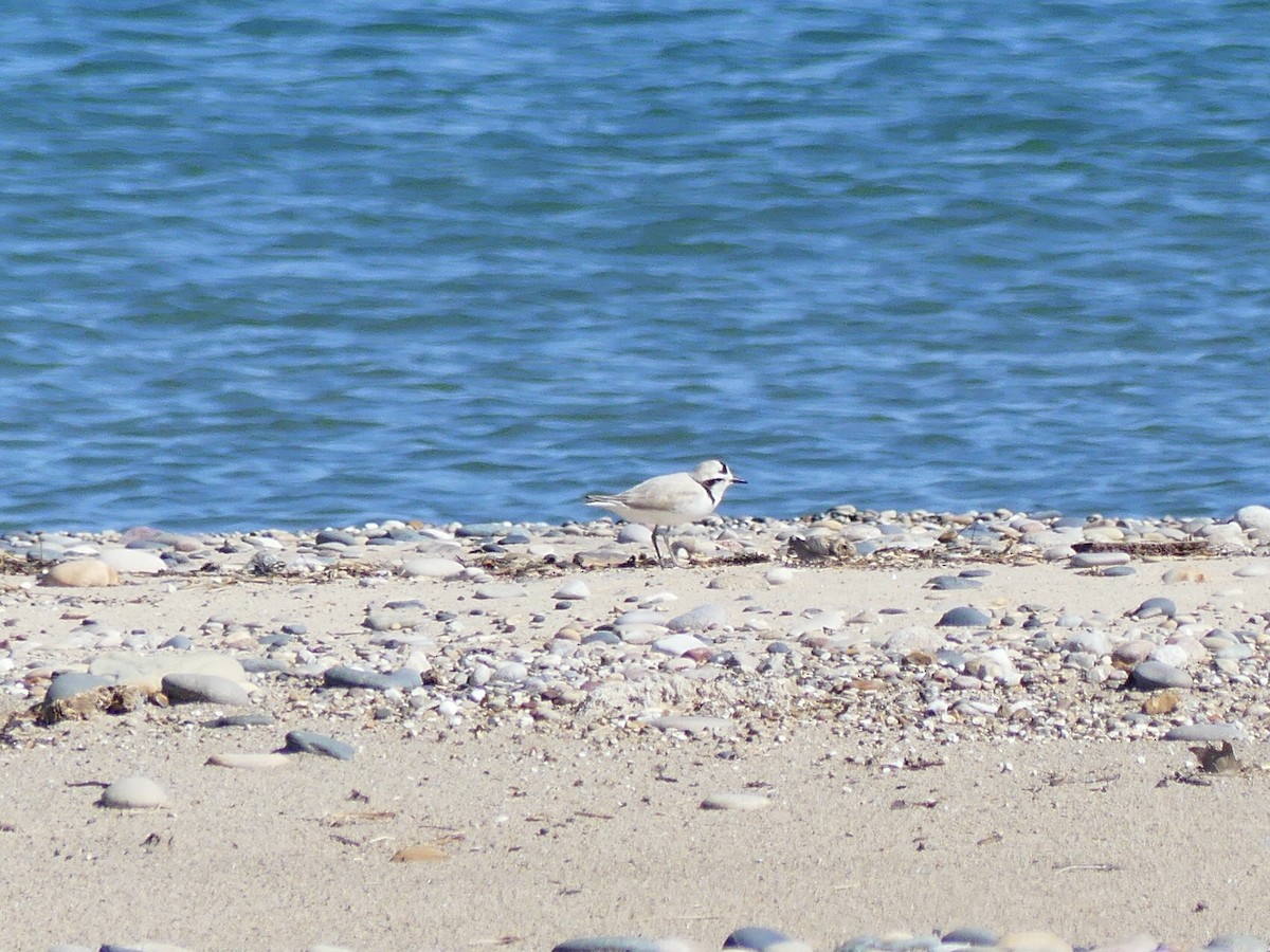 Snowy Plover - ML620649962