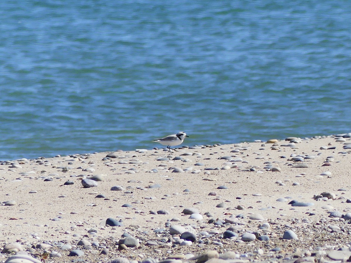 Snowy Plover - ML620649966