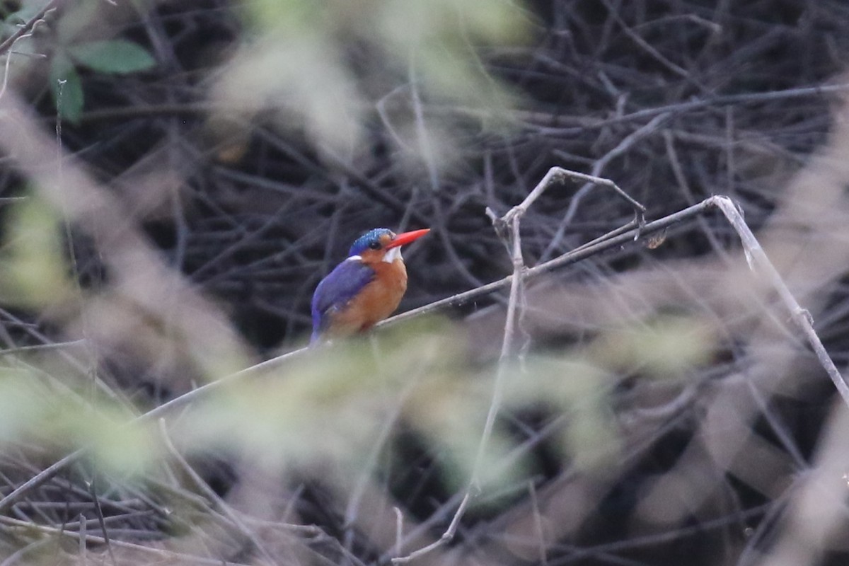 Malachite Kingfisher - ML620649967