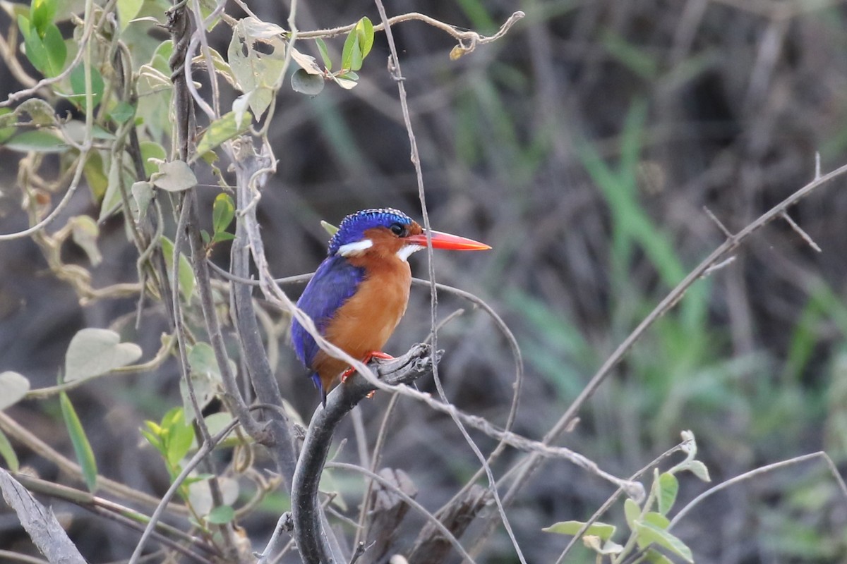 Malachite Kingfisher - ML620649968