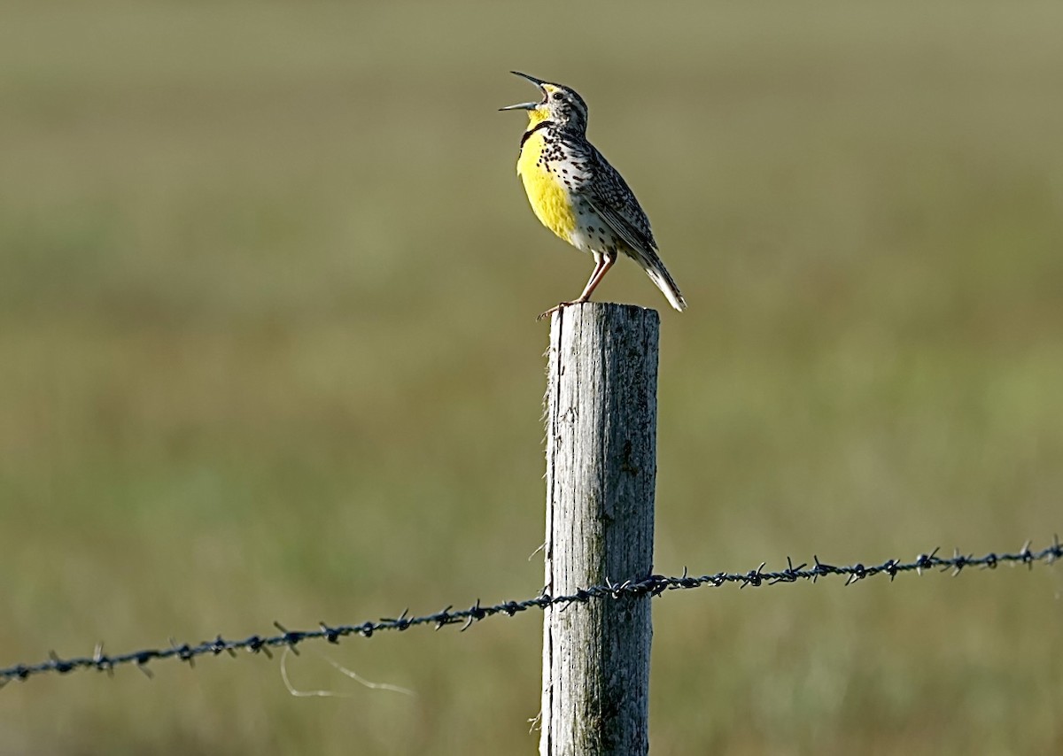 Western Meadowlark - ML620649969