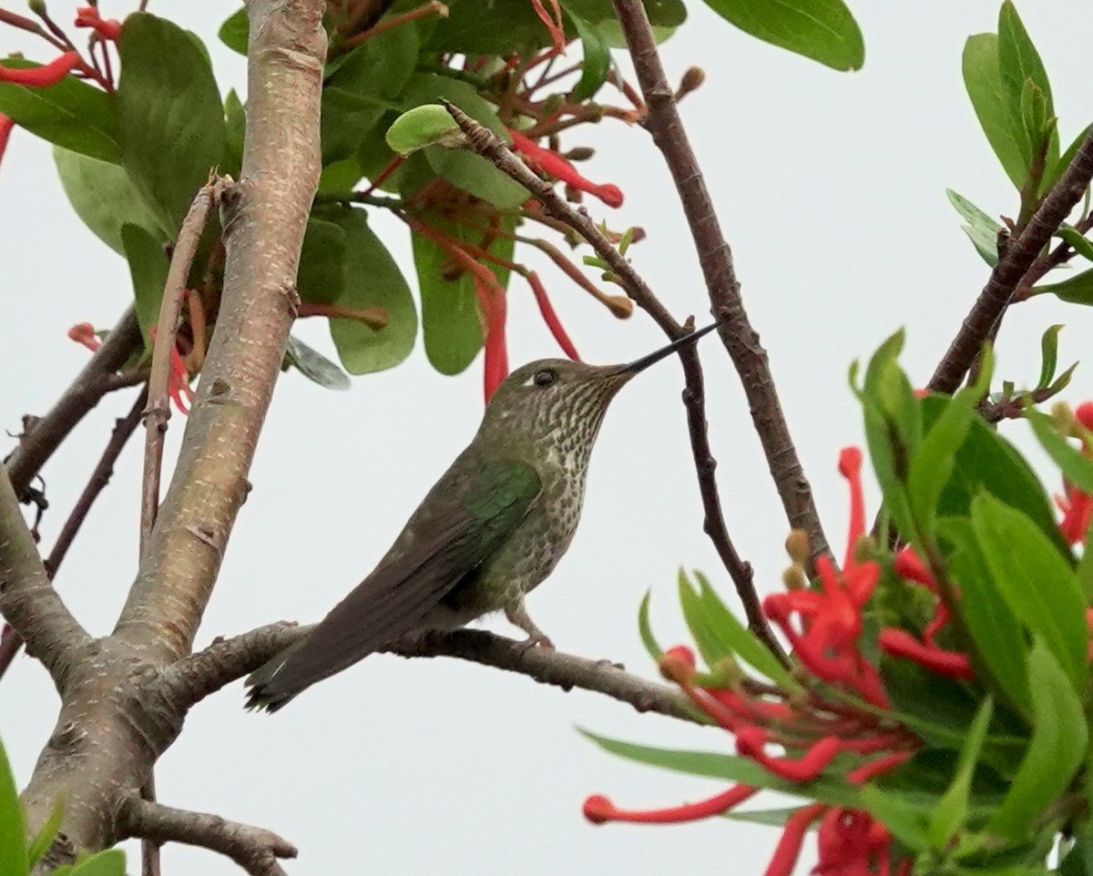 Colibrí Austral - ML620649971