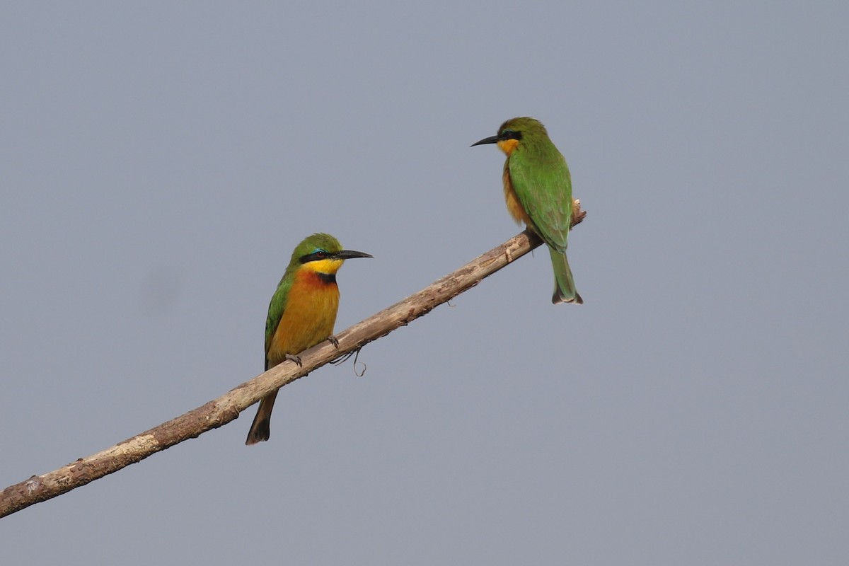 Little Bee-eater - Fikret Ataşalan