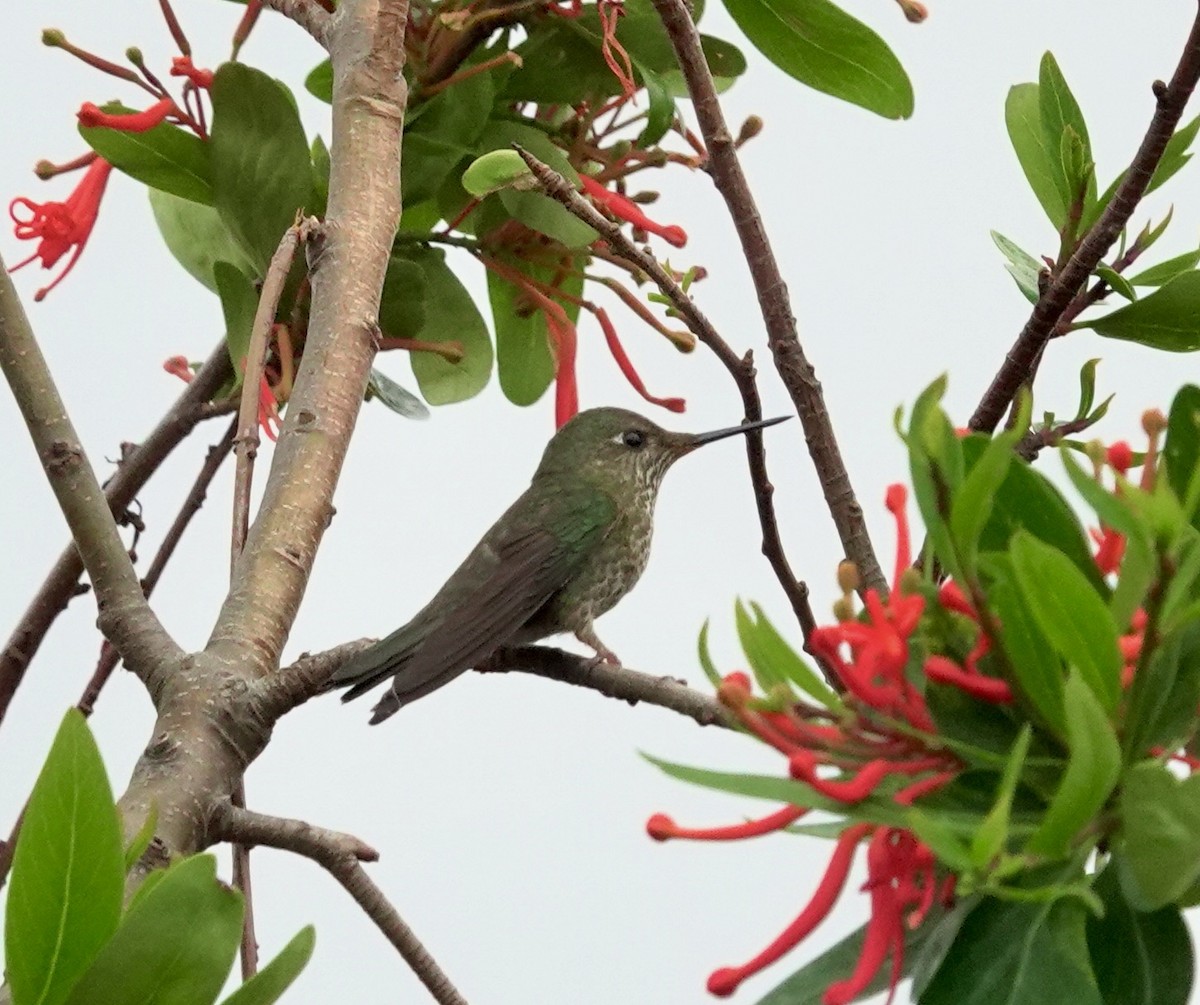 Green-backed Firecrown - ML620649983