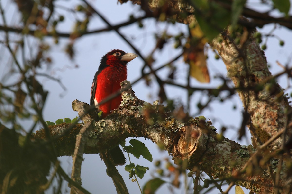 Doppelzahn-Bartvogel - ML620649985