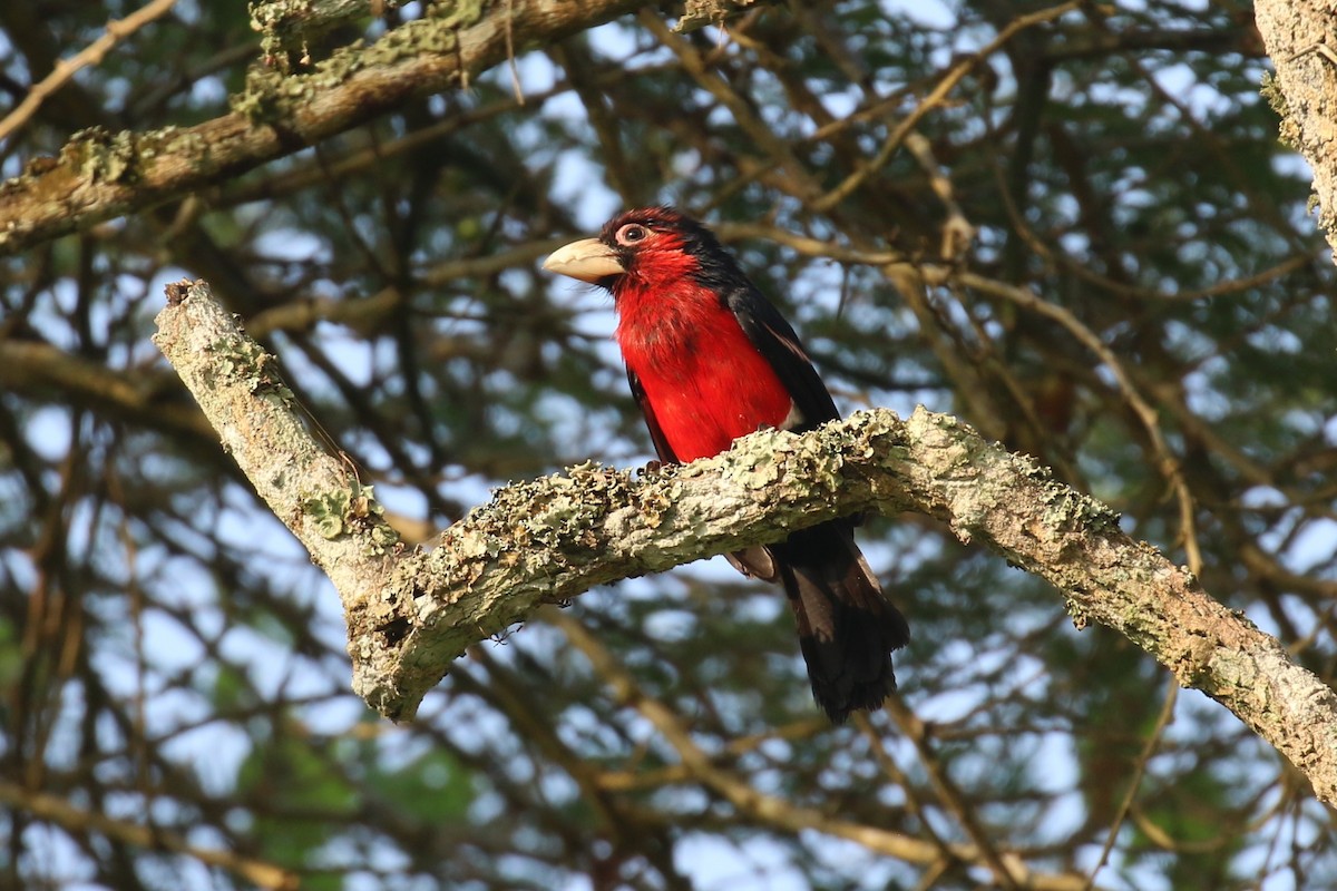 Double-toothed Barbet - ML620649986