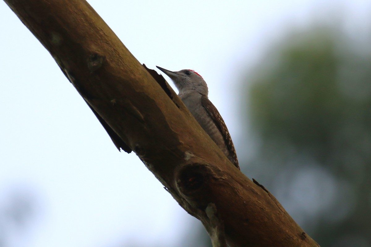 woodpecker sp. - ML620649988