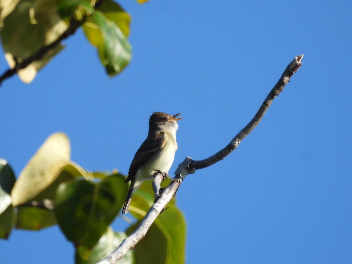 Willow Flycatcher - ML620649999