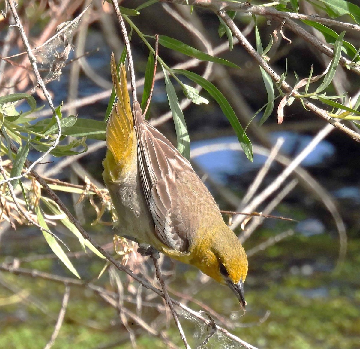 Bullock's Oriole - ML620650000