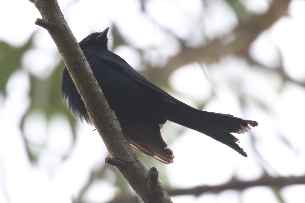 drongo africký - ML620650012