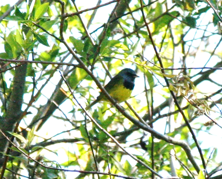 Mourning Warbler - ML620650017