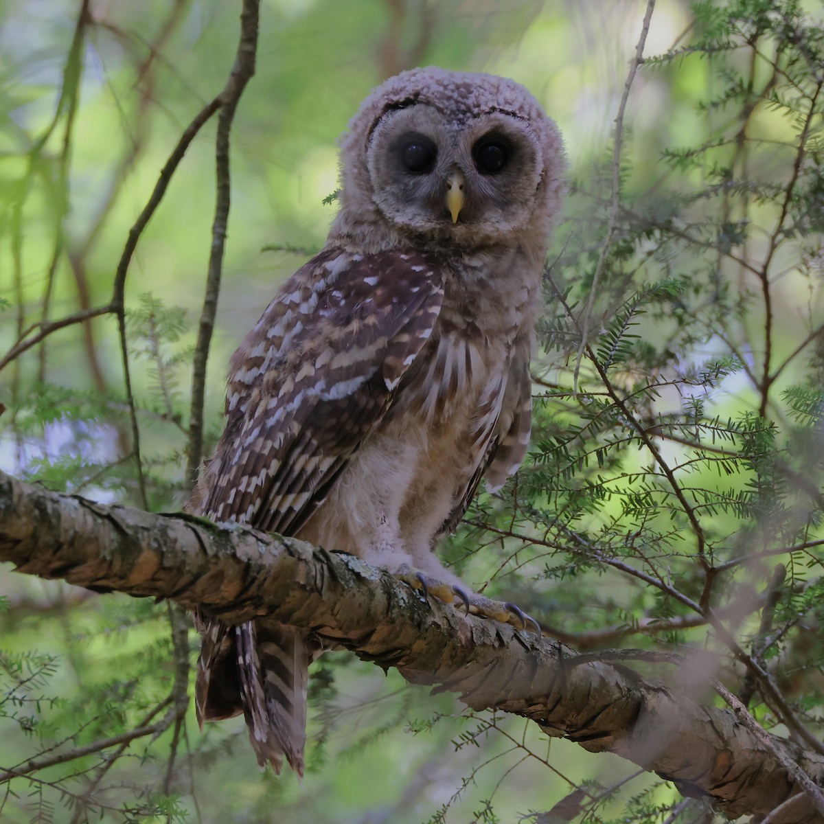 Barred Owl - ML620650018