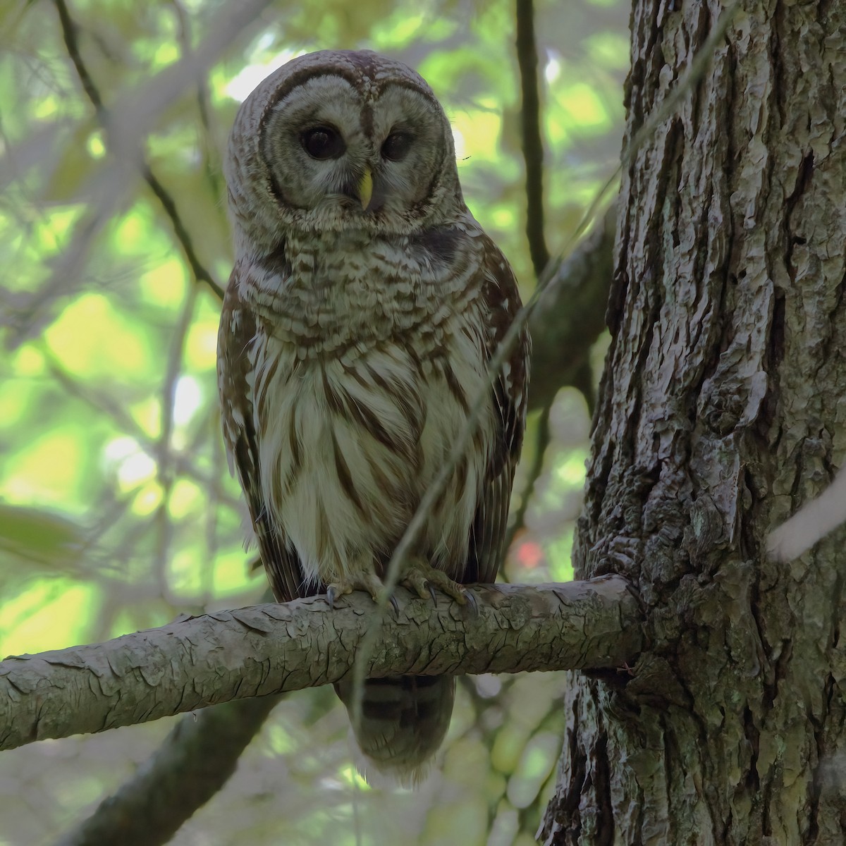 Barred Owl - ML620650021