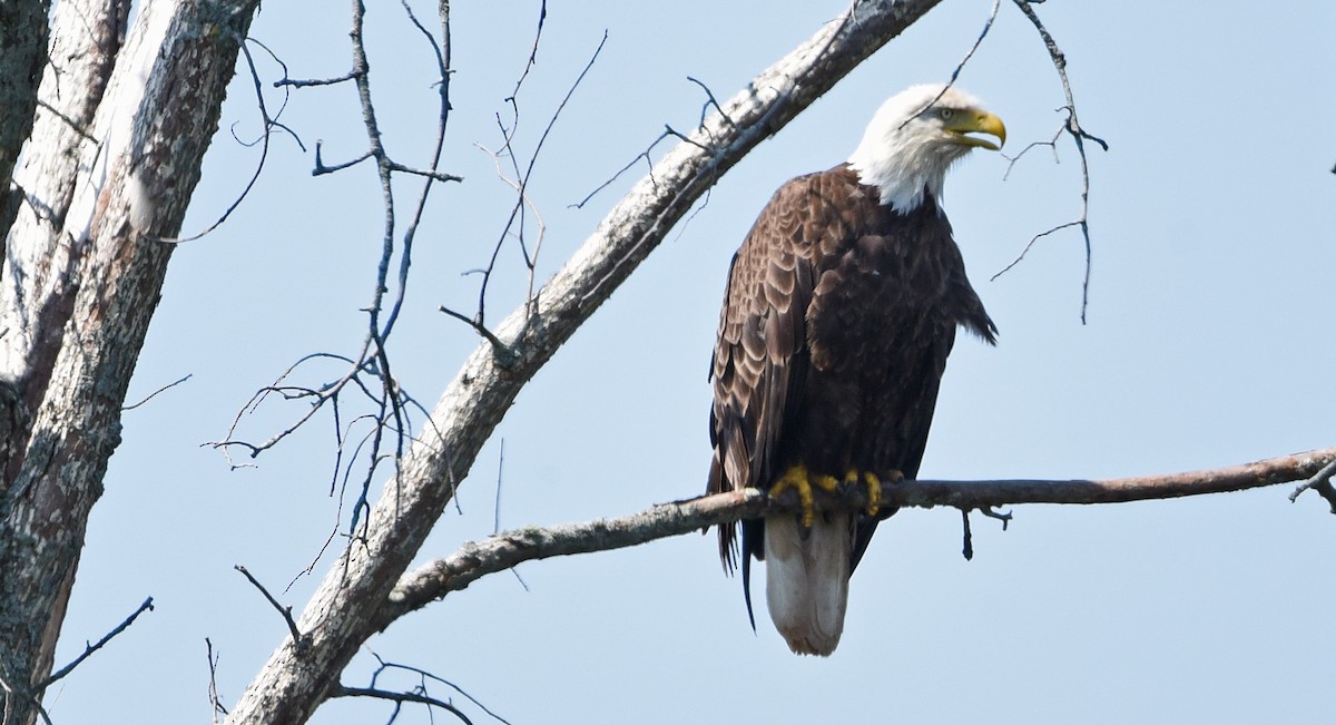 Weißkopf-Seeadler - ML620650023