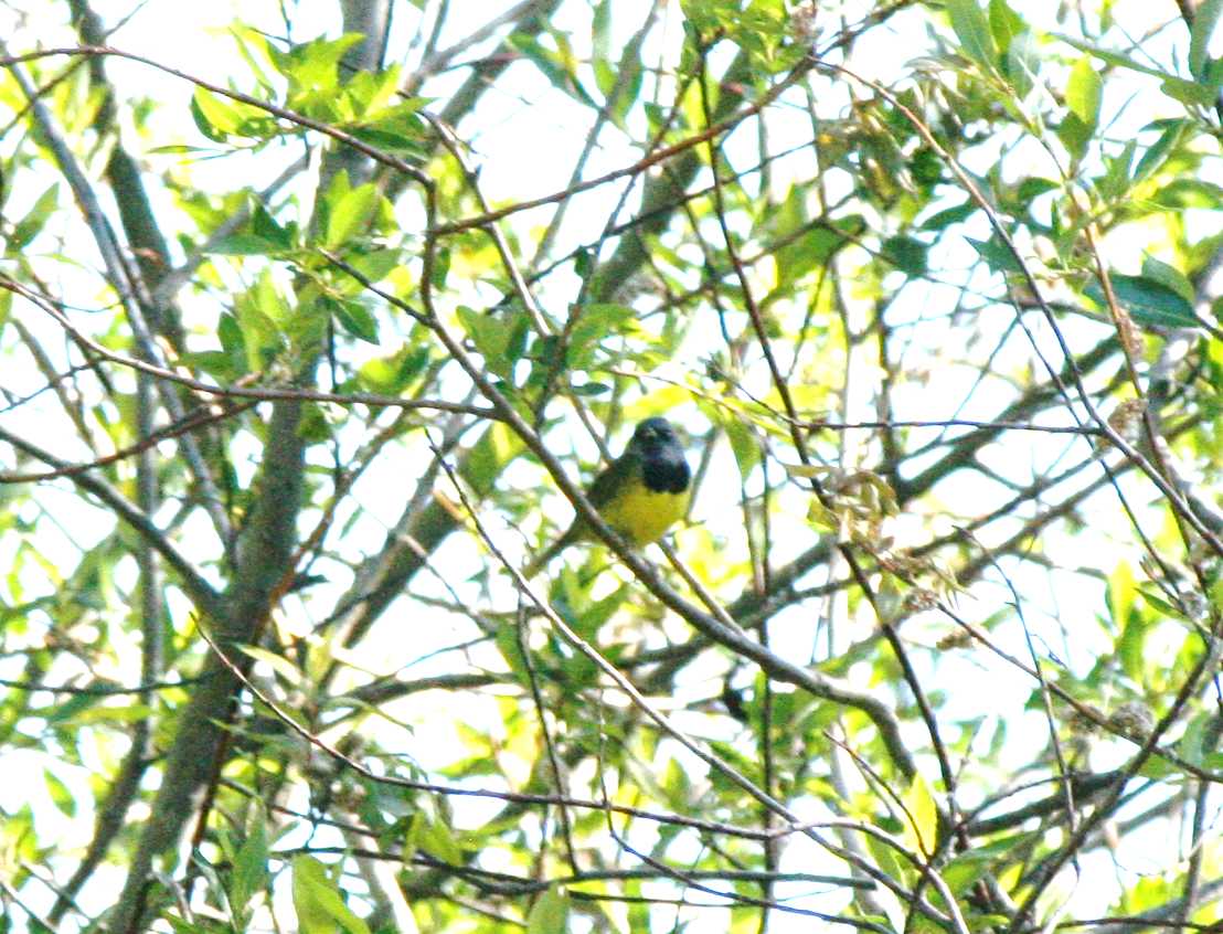 Mourning Warbler - ML620650025