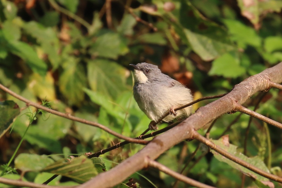 Apalis à gorge blanche - ML620650028