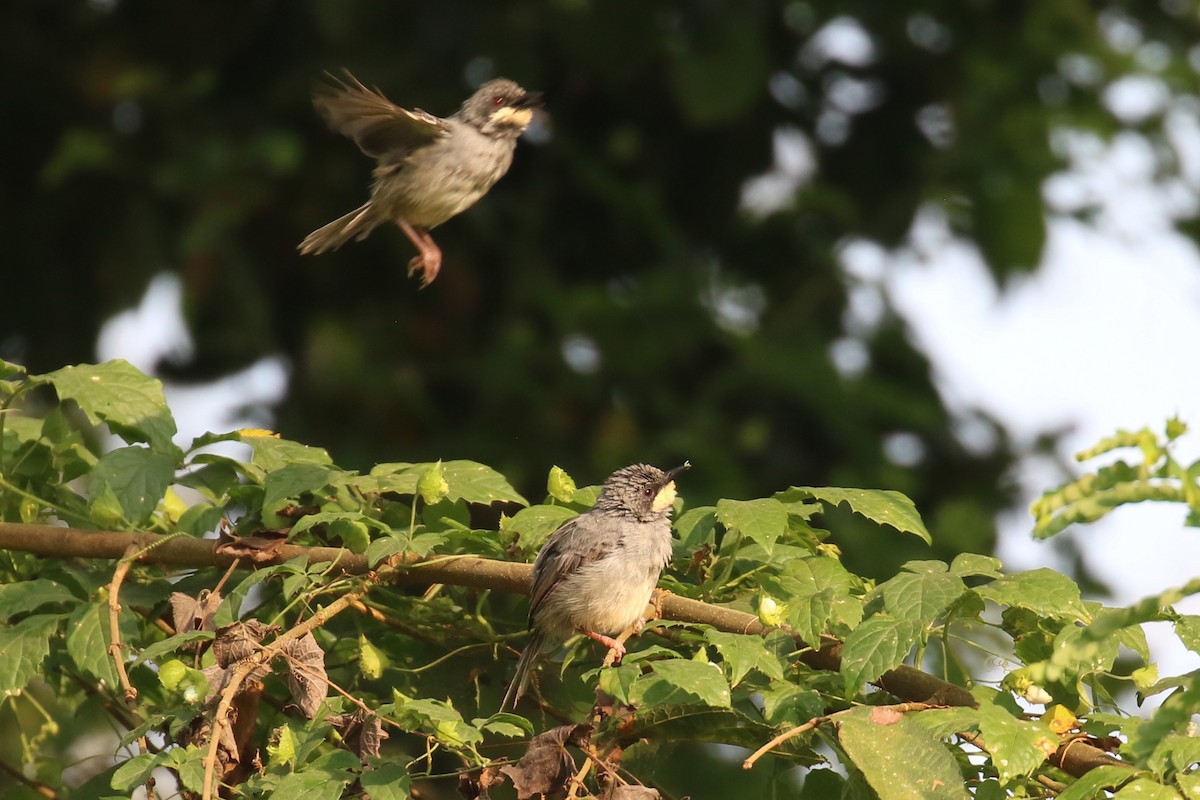 Apalis à gorge blanche - ML620650030