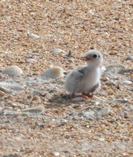 Least Tern - ML620650032