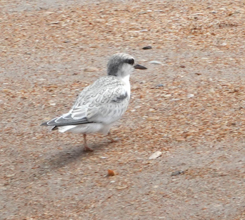 Least Tern - Pam Kleinsasser