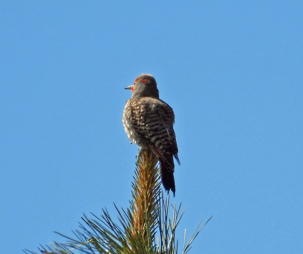 Northern Flicker - ML620650035