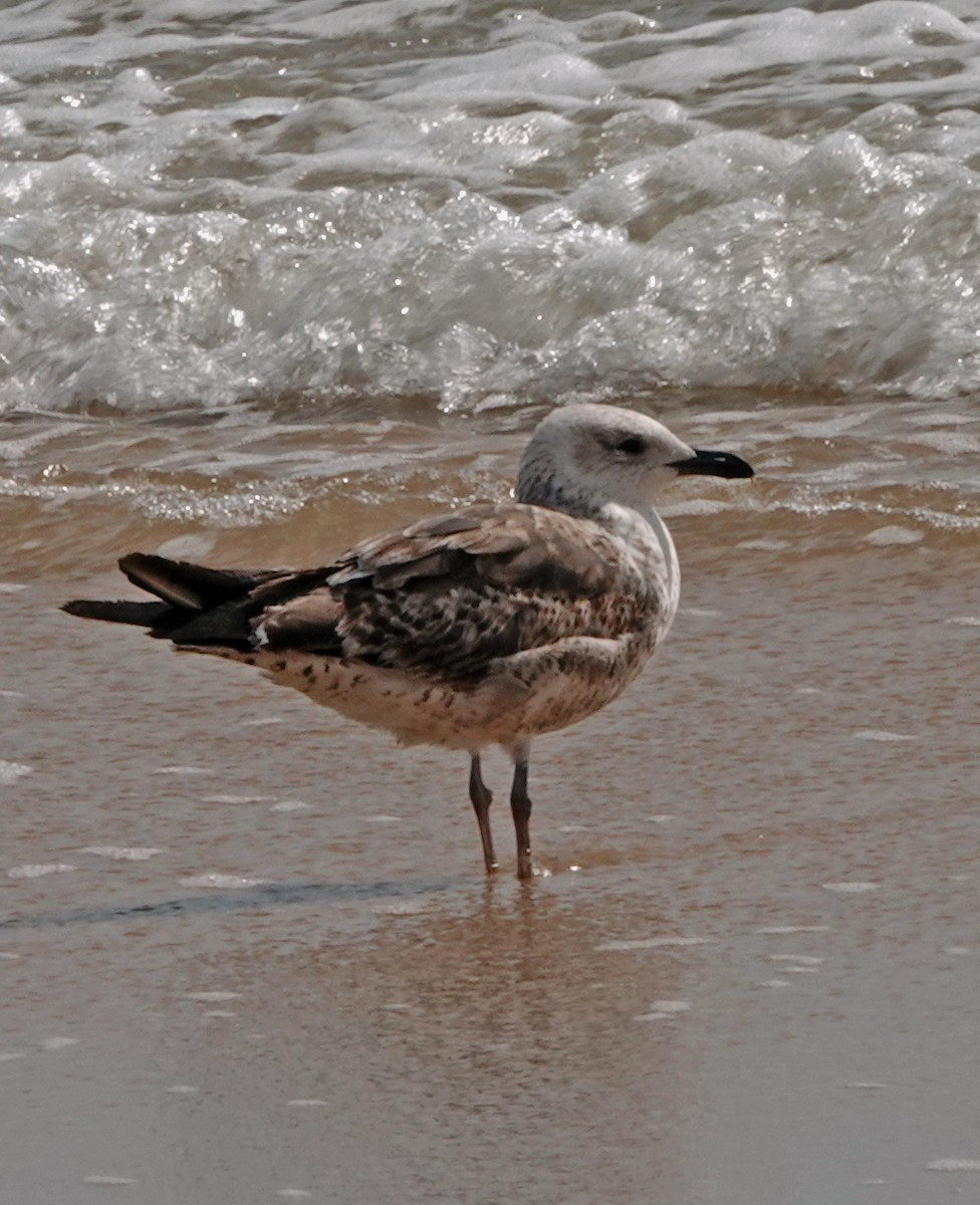 Gaviota Patiamarilla - ML620650037