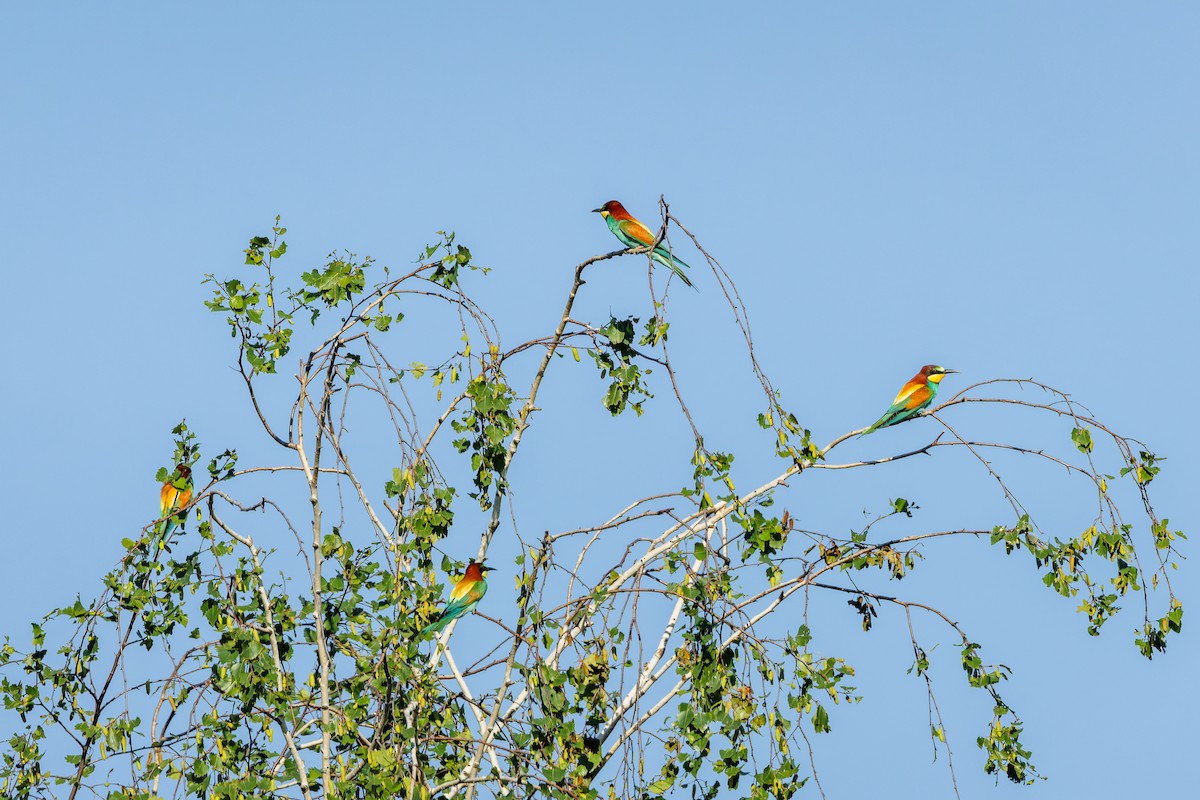 European Bee-eater - ML620650038