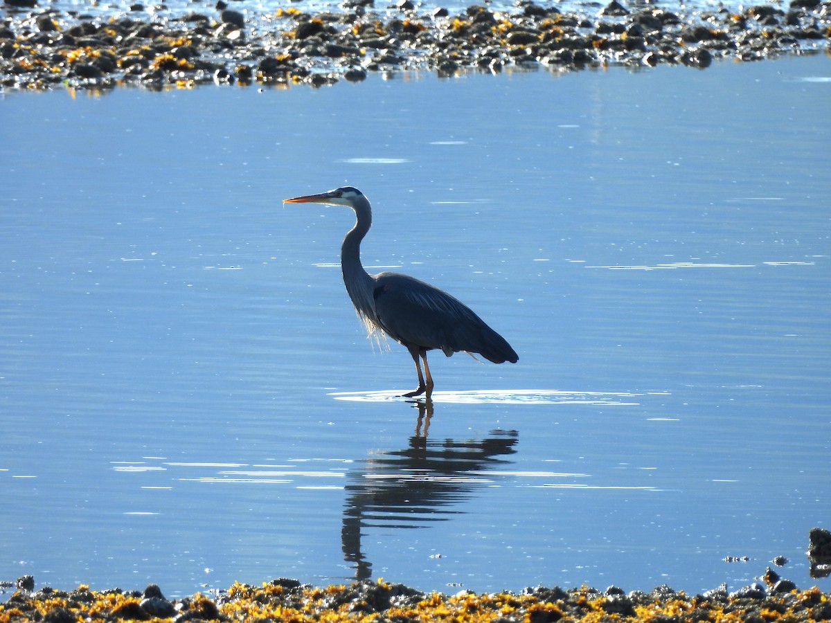 Great Blue Heron - ML620650039