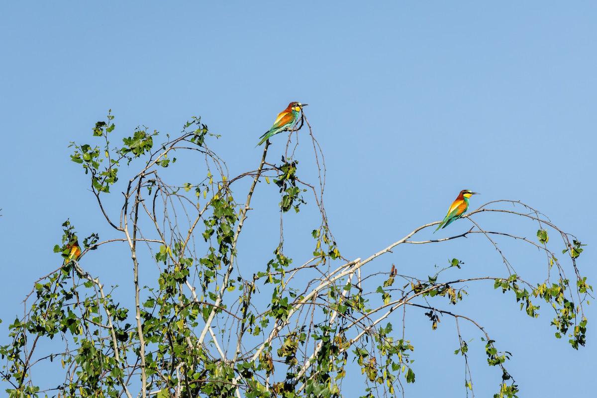 European Bee-eater - Gabi Uhrova