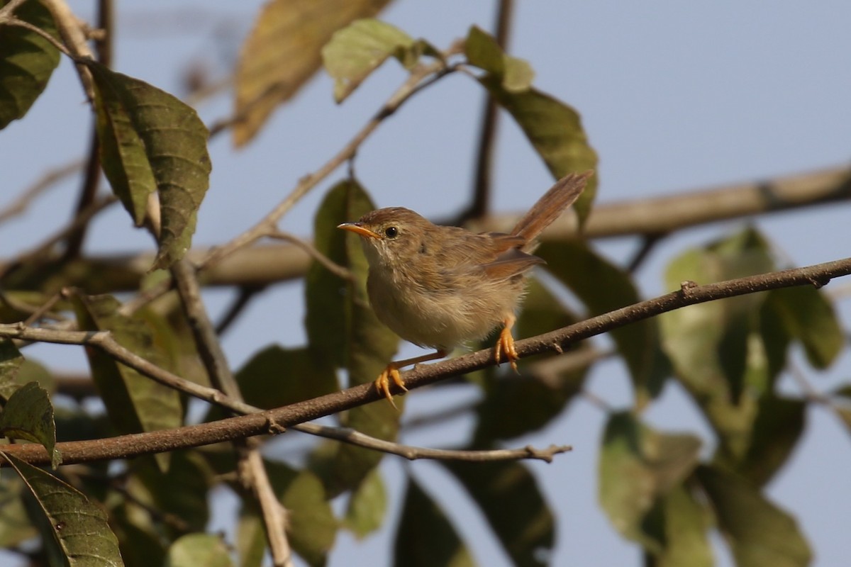 Siffling Cisticola - ML620650042