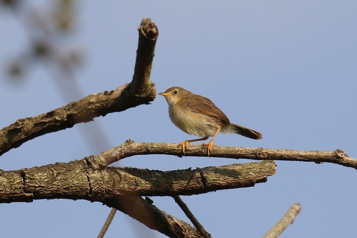 Singing Cisticola - ML620650044