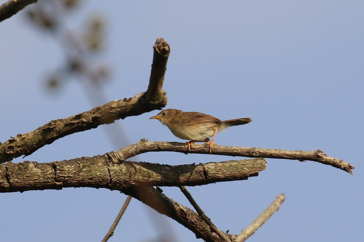 Siffling Cisticola - ML620650046