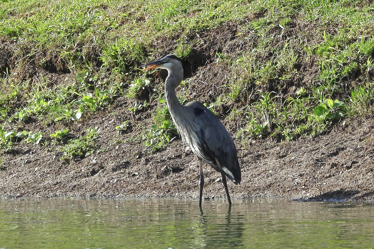 Great Blue Heron - ML620650048