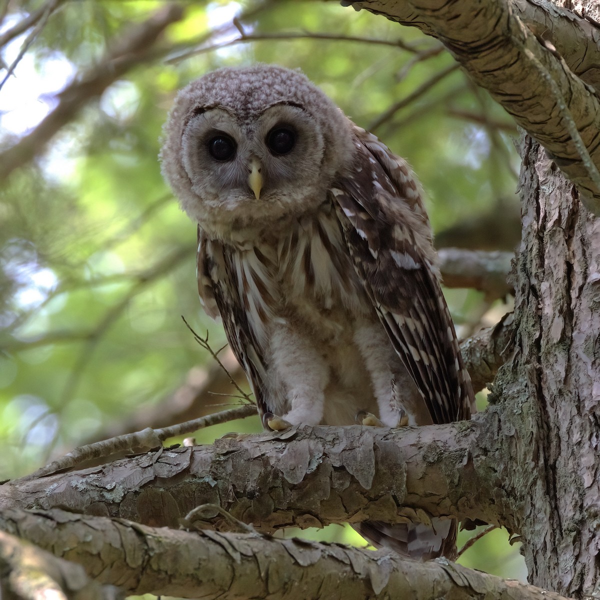 Barred Owl - ML620650058