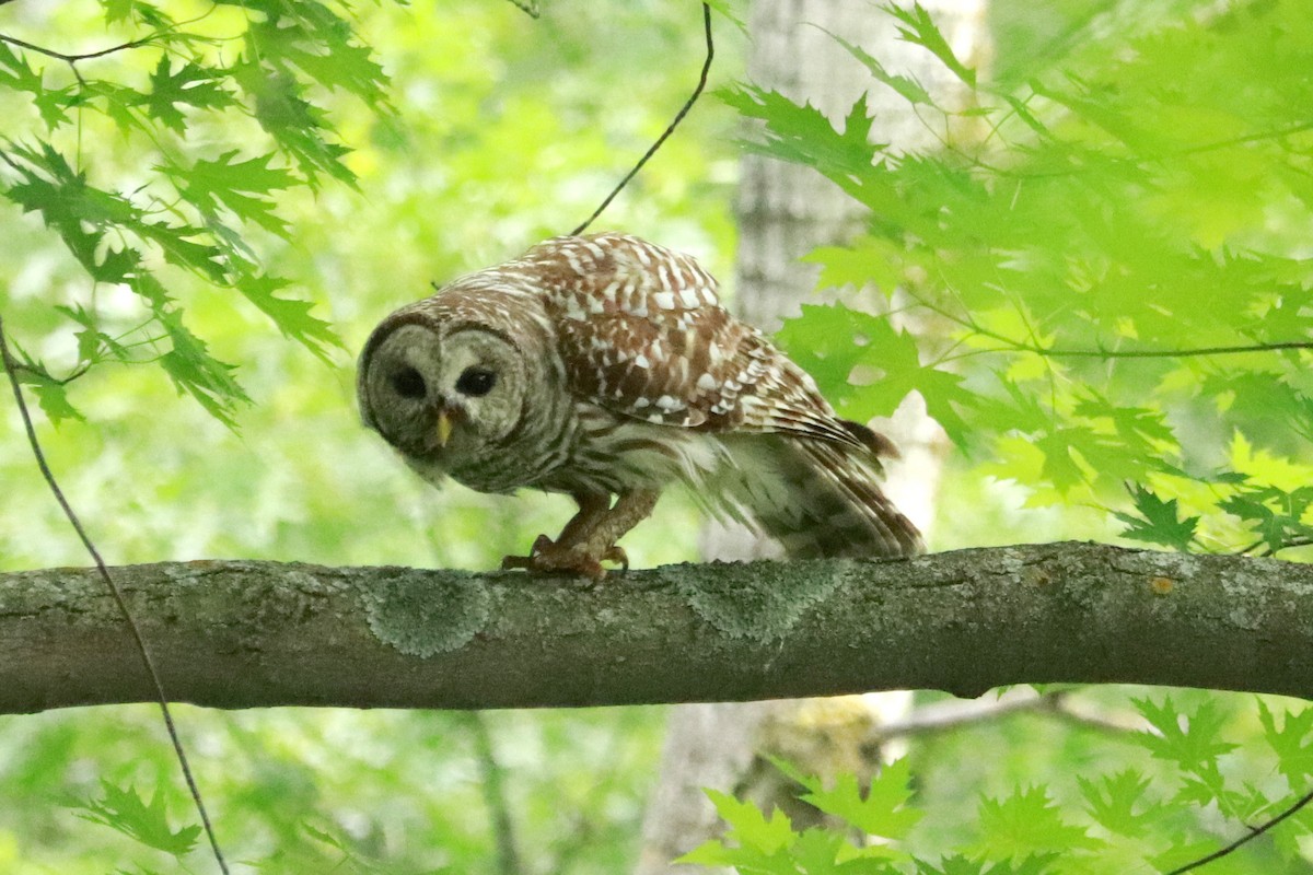 Barred Owl - ML620650060