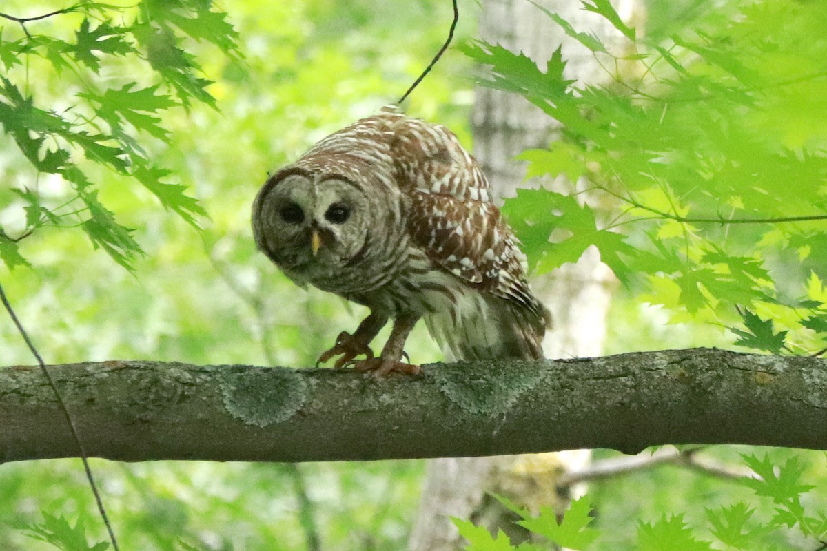 Barred Owl - ML620650069