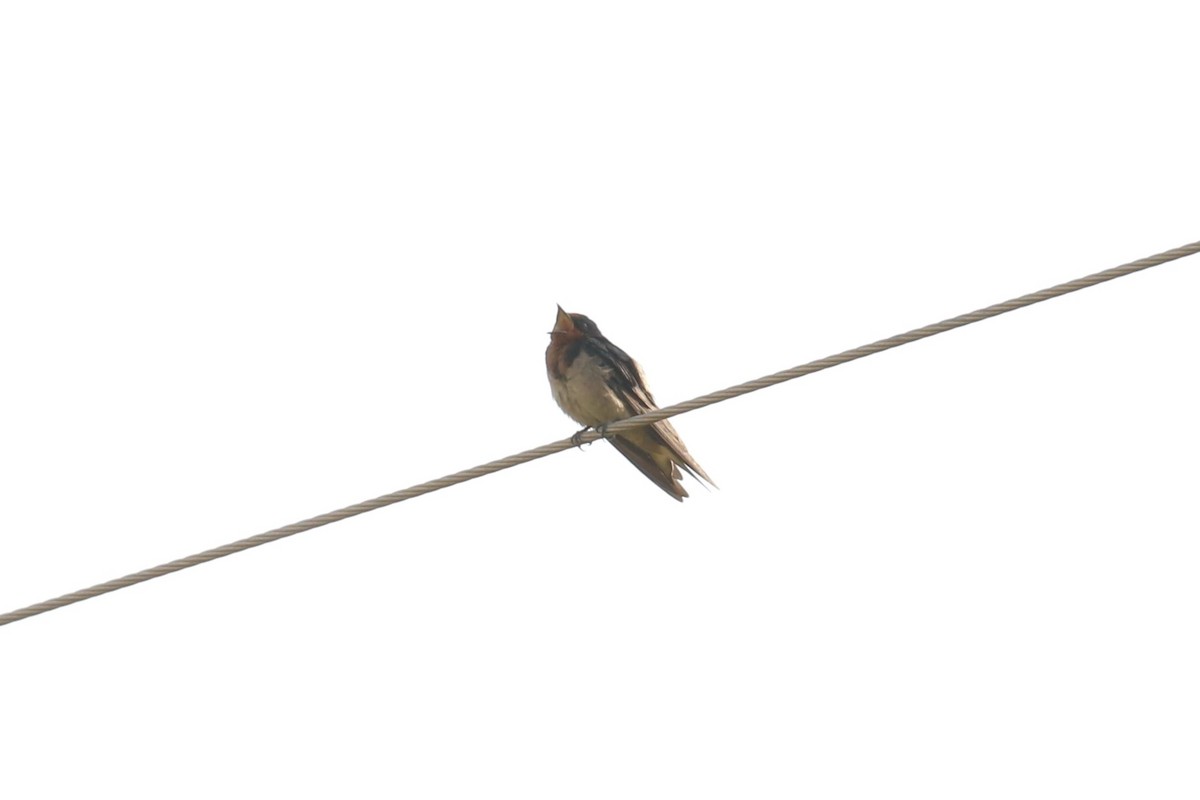 Angola Swallow - ML620650076